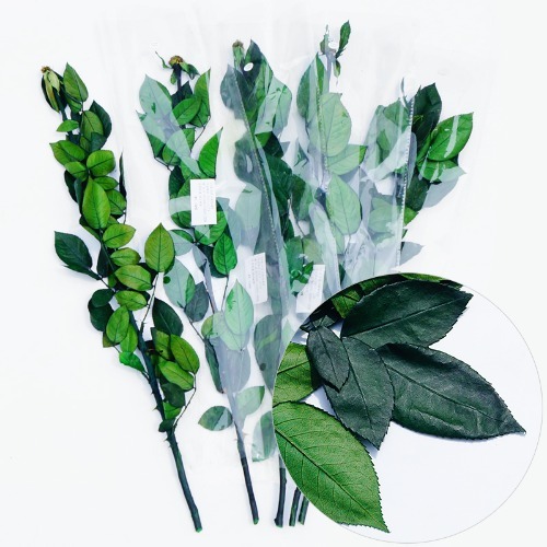 노리프렌즈 만들기재료 - 드라이플라워 그린 리얼장미잎가지 약4X6.5cm 길이 약50cm~60cm 대 5가지