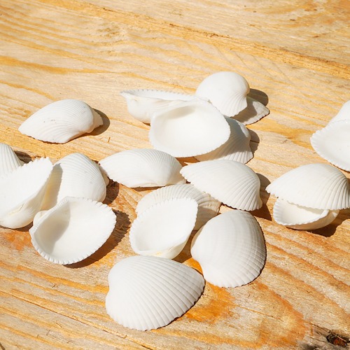 노리프렌즈 만들기재료 - 천연조개 흰조개 약250g 약50mm 투명통포장 자연물 조개껍질